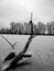 Free Tree In Water Royalty Free Stock Photography - 5885067