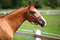 Free Racehorse Chestnut Stock Photo - 5887090