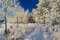 Free Hoarfrost Royalty Free Stock Photos - 5888978
