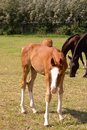 Free Horses Stock Image - 5890801
