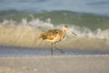 Free Marbled Godwit Feeds Along The Beach Royalty Free Stock Photos - 5893238