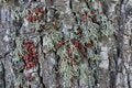 Free Bugs Jam On The Tree Stock Photo - 5897060