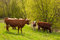 Free Cows Royalty Free Stock Images - 5894749