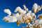 Free Snow On Leaves Royalty Free Stock Images - 5894829