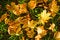 Free Foliage Stock Image - 5895291