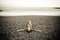 Free Crucified In The Beach Stock Photos - 5898123