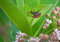 Free Milkweed Bugs Royalty Free Stock Images - 5899459