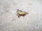 Free Ants And Food Royalty Free Stock Images - 5899589