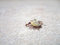 Free Ants And Food Royalty Free Stock Photo - 5899615
