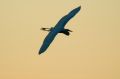 Free A Heron Flying Royalty Free Stock Image - 590506