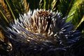 Free Sega Palm New Growth Royalty Free Stock Photography - 590577