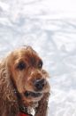 Free Fun In The Snow 2 Stock Photos - 592223