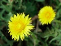 Free Dandelion Pair Stock Photography - 596372