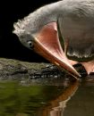 Free Closeup  Of Pelican Stock Photos - 597223