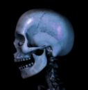 Free Skull 8 Royalty Free Stock Photo - 597465