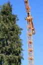 Free Yellow Crane And Tall Tree Stock Images - 597734