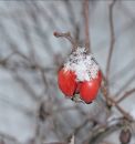 Free Winter Hip Royalty Free Stock Image - 599236