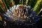 Free Sega Palm New Growth Royalty Free Stock Photography - 590577