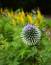 Free Thistle Royalty Free Stock Photo - 591285