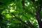 Free A Leafy Tree Royalty Free Stock Images - 593639