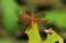 Free Golden Dragonfly On Leaf Royalty Free Stock Photography - 594507