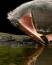 Free Closeup Of Pelican Stock Photos - 597223