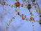 Free Spring Branch Of A Larch Royalty Free Stock Photos - 598508