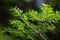 Free Pinetree Branches Royalty Free Stock Photography - 5903457
