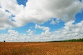 Free Barley Field Stock Photos - 5904013