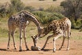 Free Giraffe Eating Stock Image - 5907931