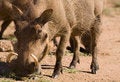 Free Warthog Royalty Free Stock Photography - 5908077