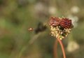 Free Mateing Bugs Royalty Free Stock Photos - 5909128
