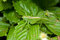 Free Grasshopper Royalty Free Stock Image - 5900676