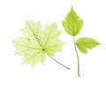 Free Leaves On White Royalty Free Stock Photos - 5910248