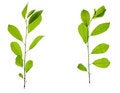 Free Leaves On White Royalty Free Stock Photos - 5910278