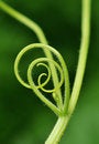 Free Nature Line Royalty Free Stock Photography - 5913277