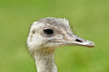 Free Ostrich Head Royalty Free Stock Images - 5916779