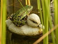Free Frog Sitting On Plastic Duck And Wondering Royalty Free Stock Image - 5918816