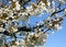 Free Spring Blossom Royalty Free Stock Photo - 5916045