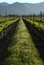 Free Vineyard Royalty Free Stock Photography - 5916047