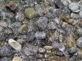 Free Sea Pebble Stock Image - 5921981