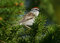 Free Chipping Sparrow Stock Image - 5927031