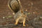 Free Squirrel Royalty Free Stock Photography - 5927037