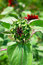 Free Red Sunflower Stock Photos - 5927393