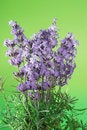 Free Bunch Of Lavender Stock Photography - 5930622