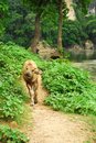 Free Calf On The Way Royalty Free Stock Photography - 5936147