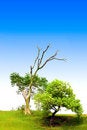 Free Tree With Blue Sky Stock Images - 5937034