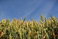 Free Wheat Crop Royalty Free Stock Photography - 5937497