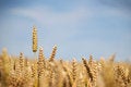 Free Wheat Crop Stock Photos - 5937573