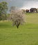 Free Meadow In Spring Time Royalty Free Stock Images - 5937389